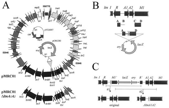 FIG. 1.