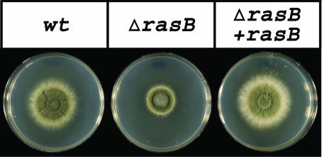 FIG. 3.