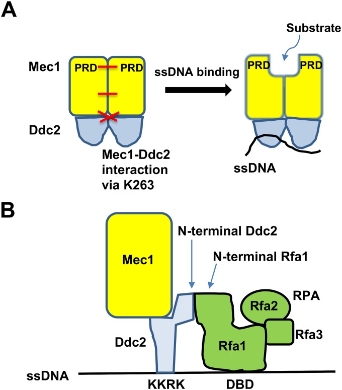 Fig 8