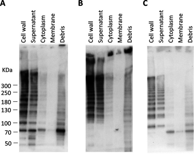 FIG 2