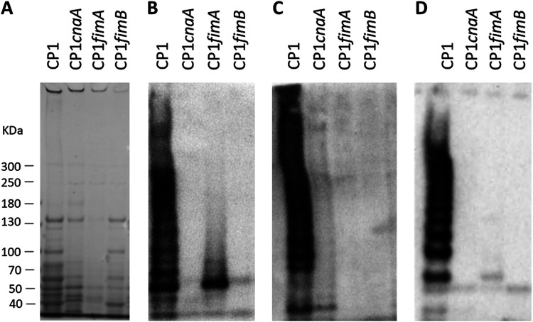 FIG 1