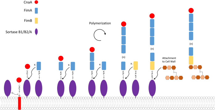 FIG 7