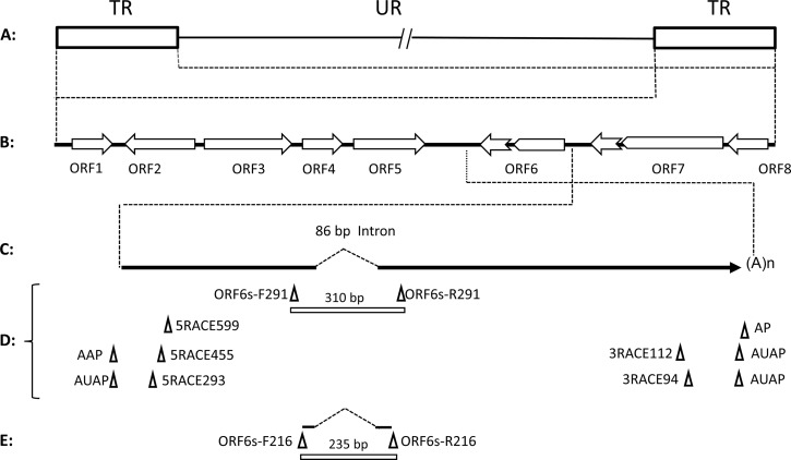 FIG 1