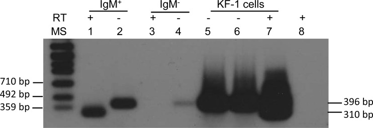 FIG 5