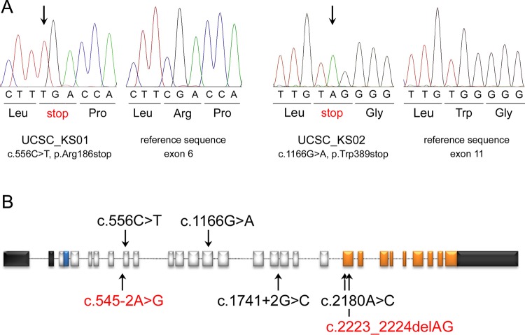 Figure 2