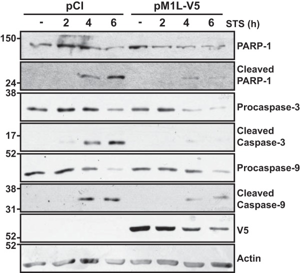 FIG 5