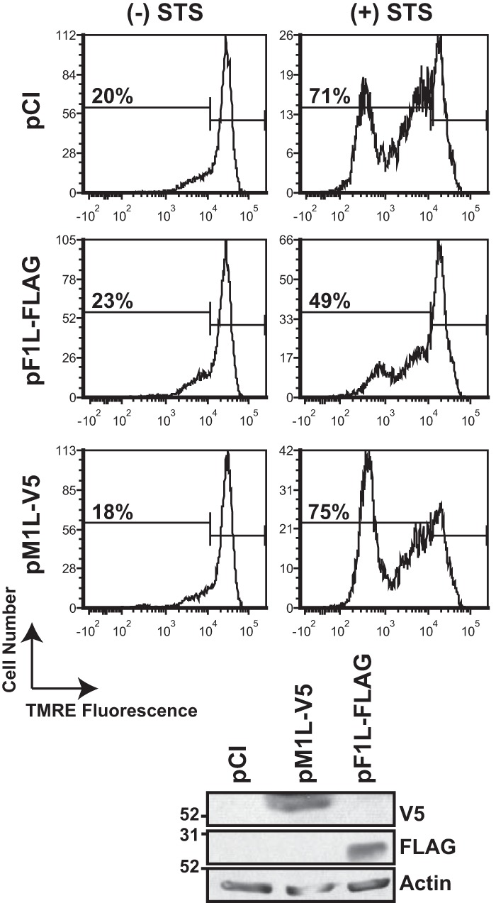 FIG 6