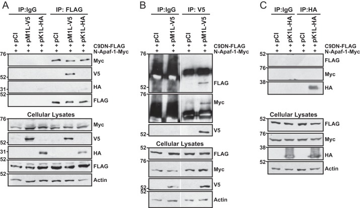 FIG 8