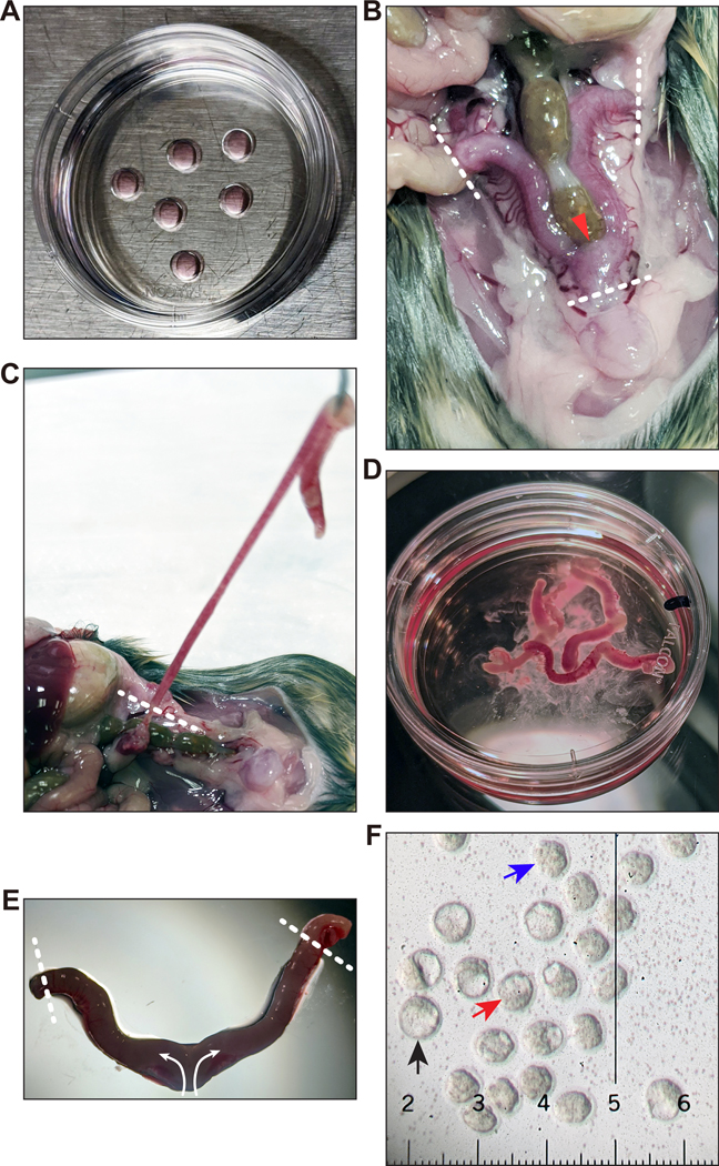 Figure 6.