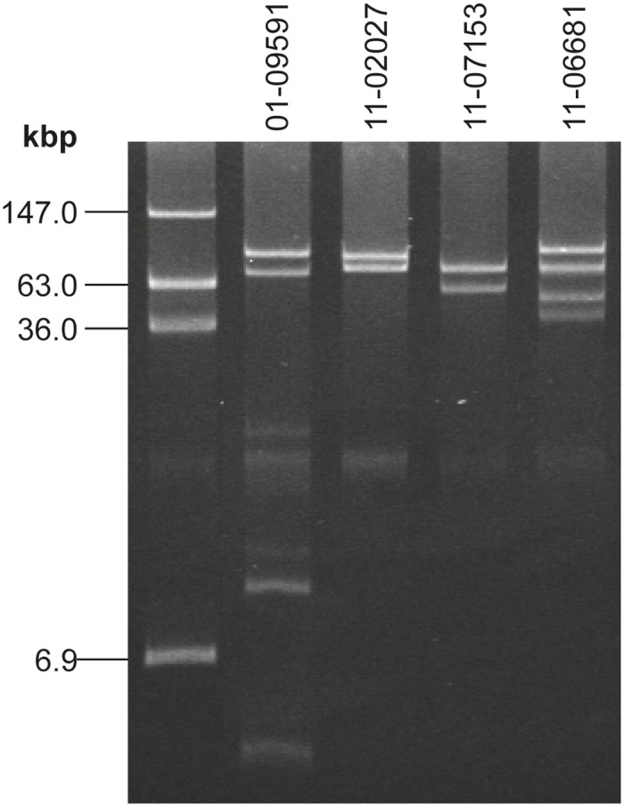 Fig 2