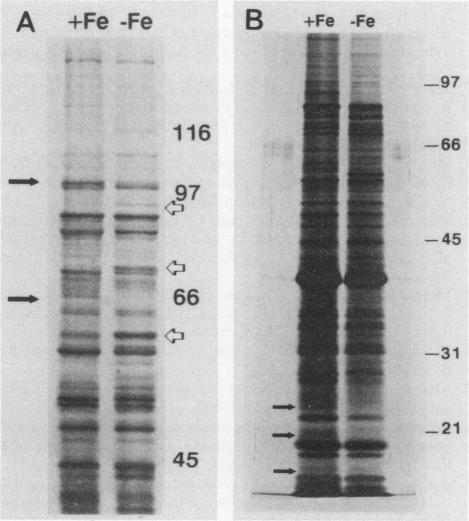 graphic file with name iai00025-0139-c.jpg