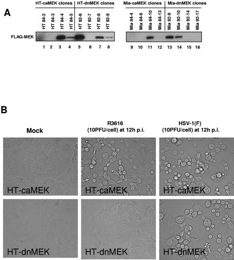 FIG. 7.