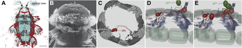 Figure 2—figure supplement 1.