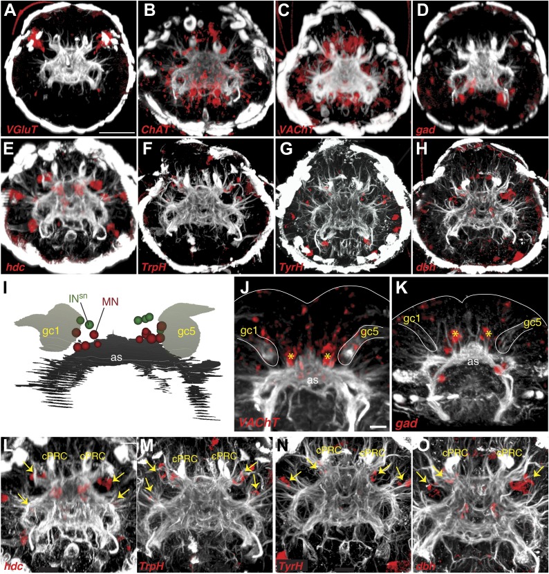 Figure 3—figure supplement 2.