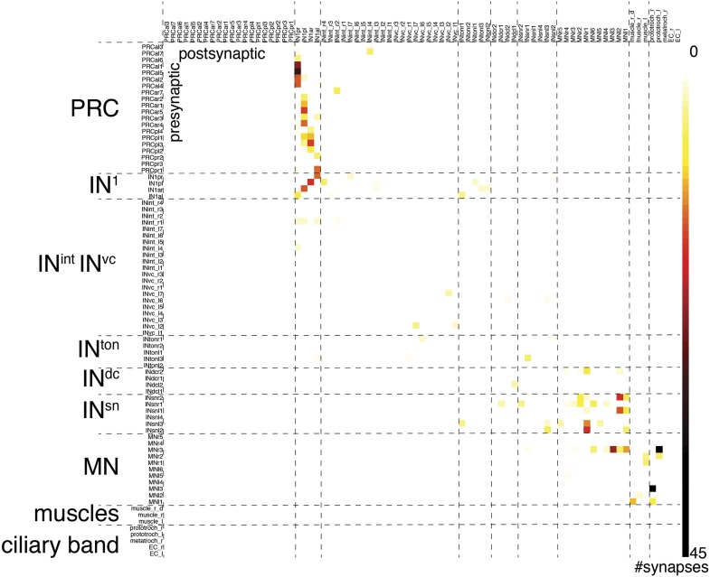 Figure 4—figure supplement 1.