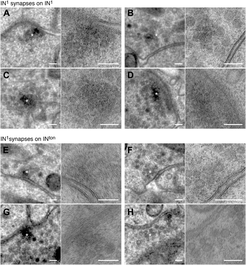 Figure 1—figure supplement 7.