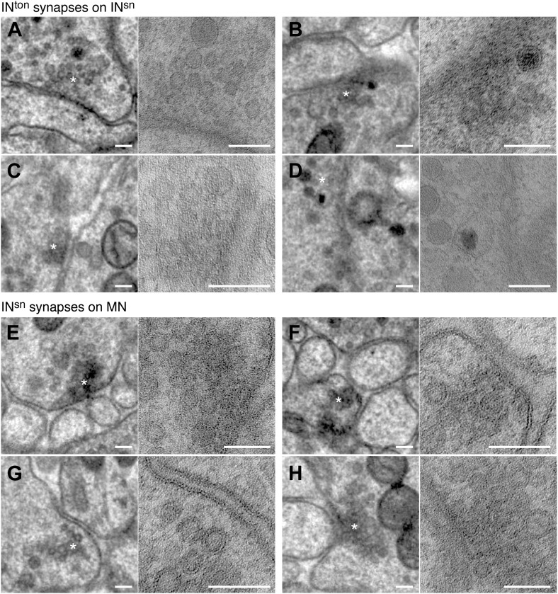 Figure 1—figure supplement 8.