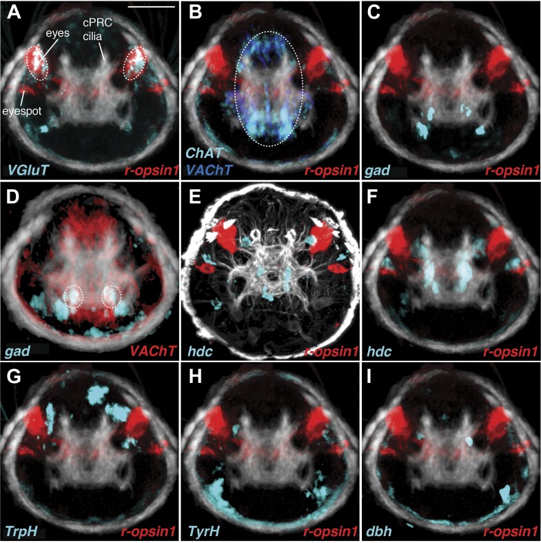 Figure 3—figure supplement 3.