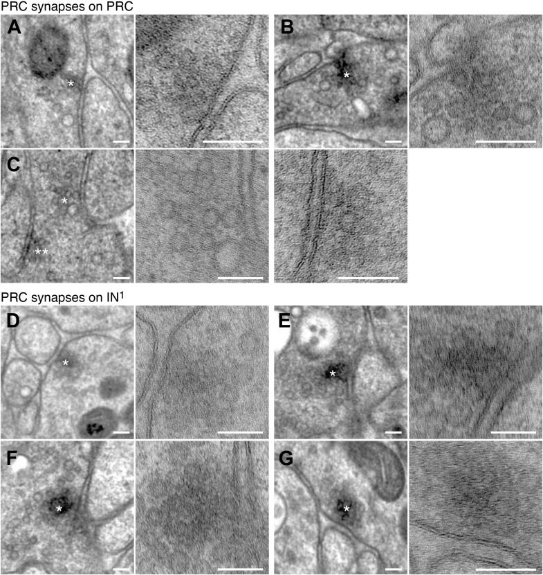 Figure 1—figure supplement 6.