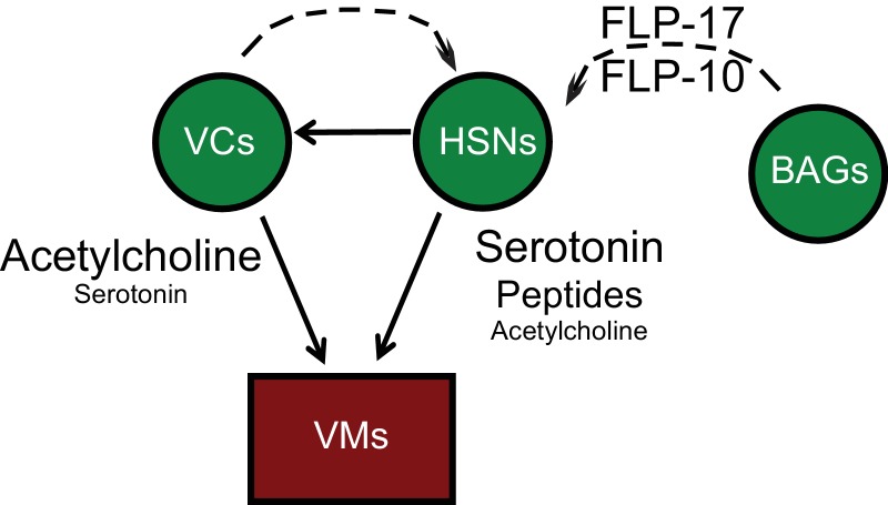 Figure 1—figure supplement 1.