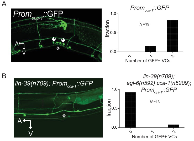 Figure 6—figure supplement 1.