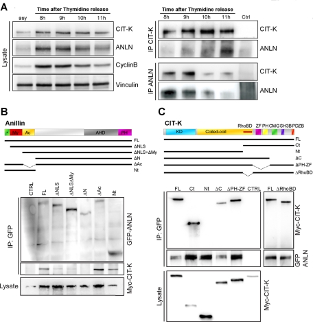 FIGURE 4: