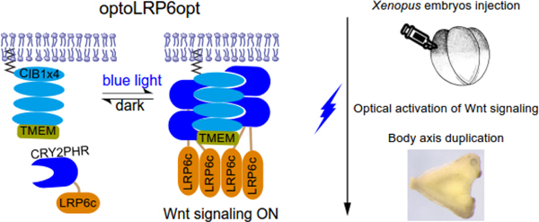 graphic file with name nihms-1707827-f0004.jpg