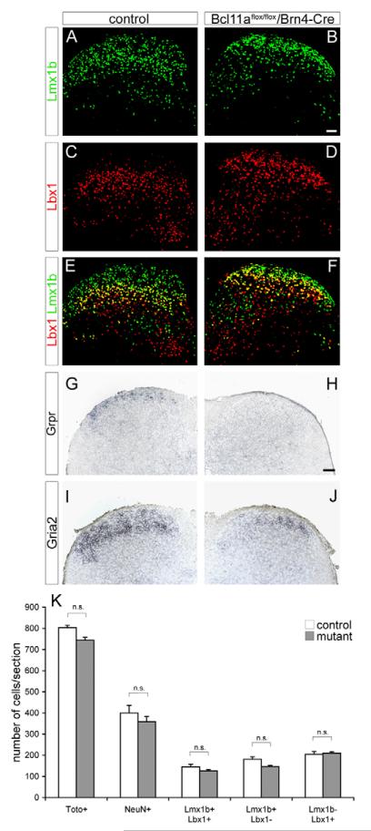 Bcl11a Is Required For Neuronal Morphogenesis And Sensory Circuit 