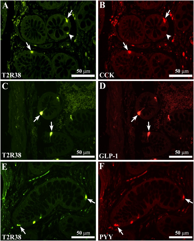 Fig 4