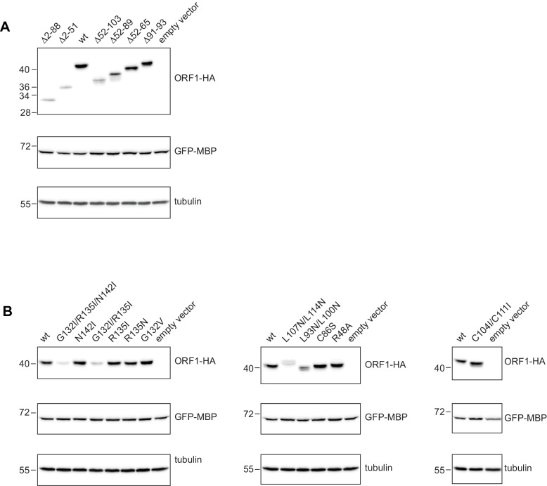 Figure 6—figure supplement 1.