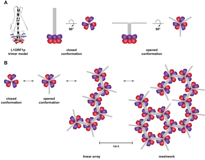 Figure 8—figure supplement 1.