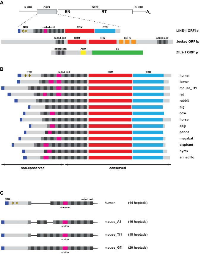 Figure 1—figure supplement 1.