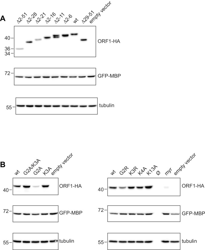 Figure 7—figure supplement 1.