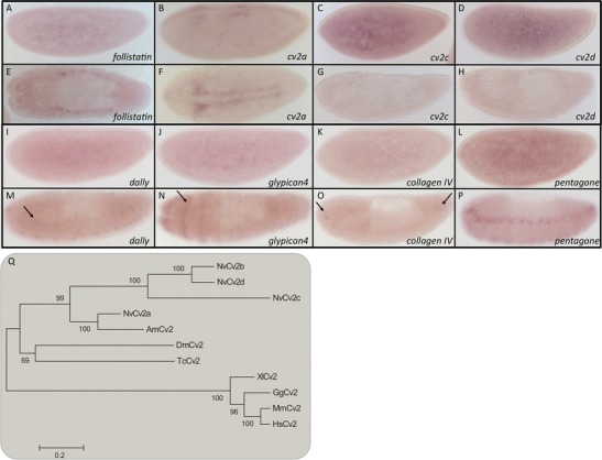 Fig. 5