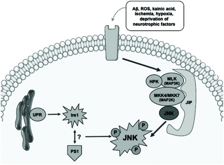 FIGURE 1