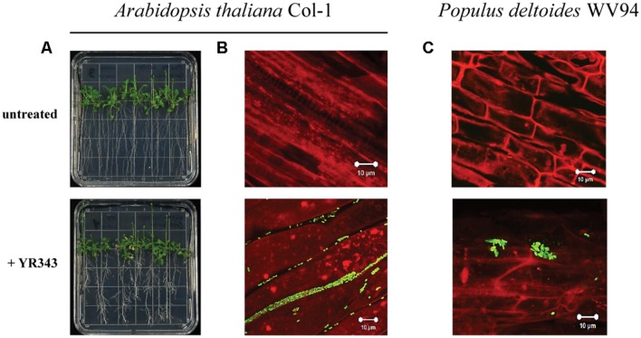 FIGURE 3