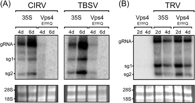 FIG 2