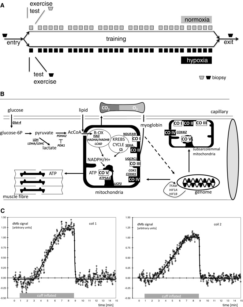 Fig. 1