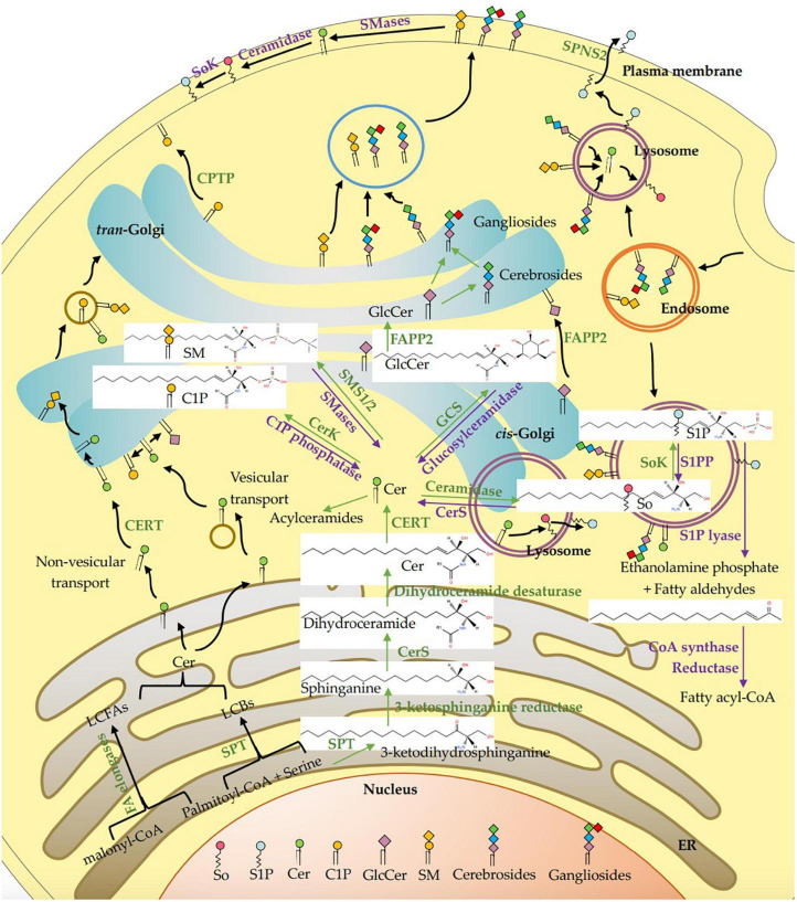 FIGURE 1