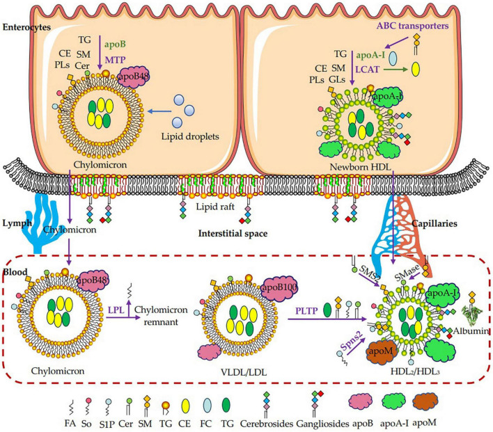 FIGURE 3