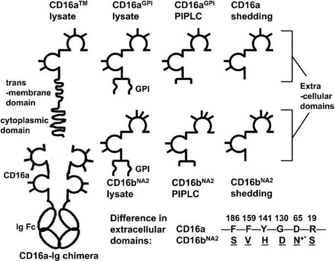 FIGURE 1: