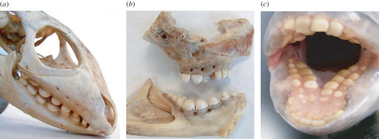 Figure 7.