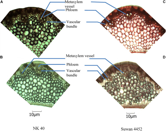 FIGURE 11