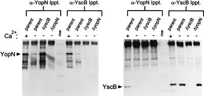 FIG. 7