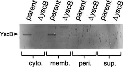 FIG. 5