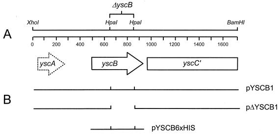 FIG. 1