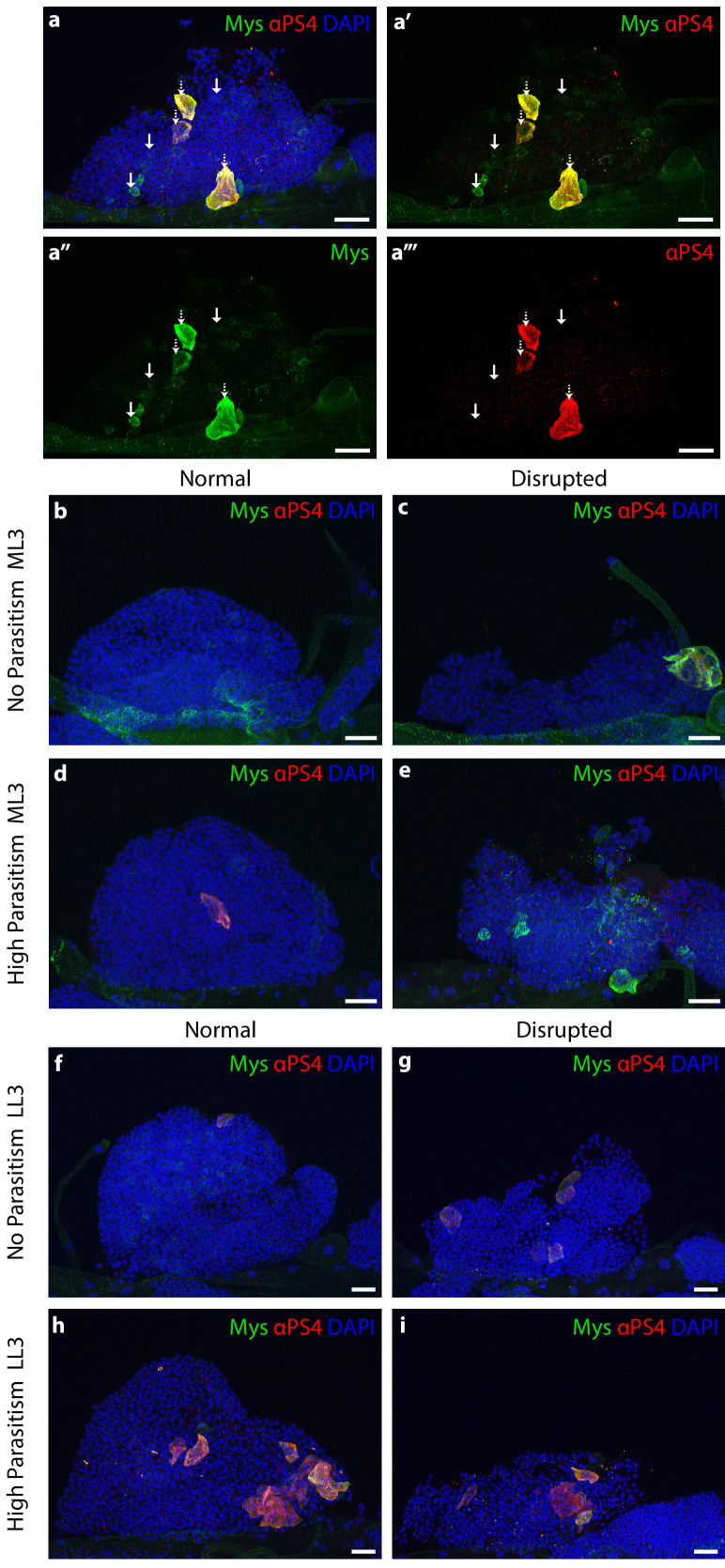 Figure 5—figure supplement 3.