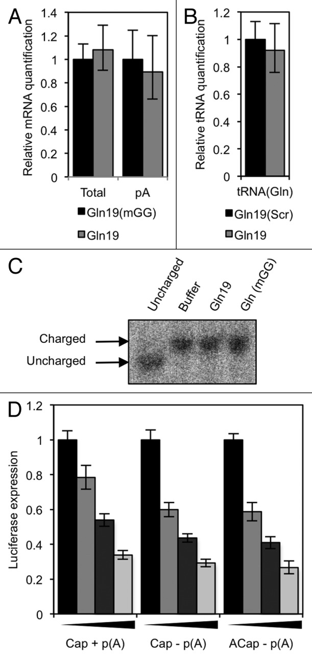 graphic file with name rna-10-553-g7.jpg