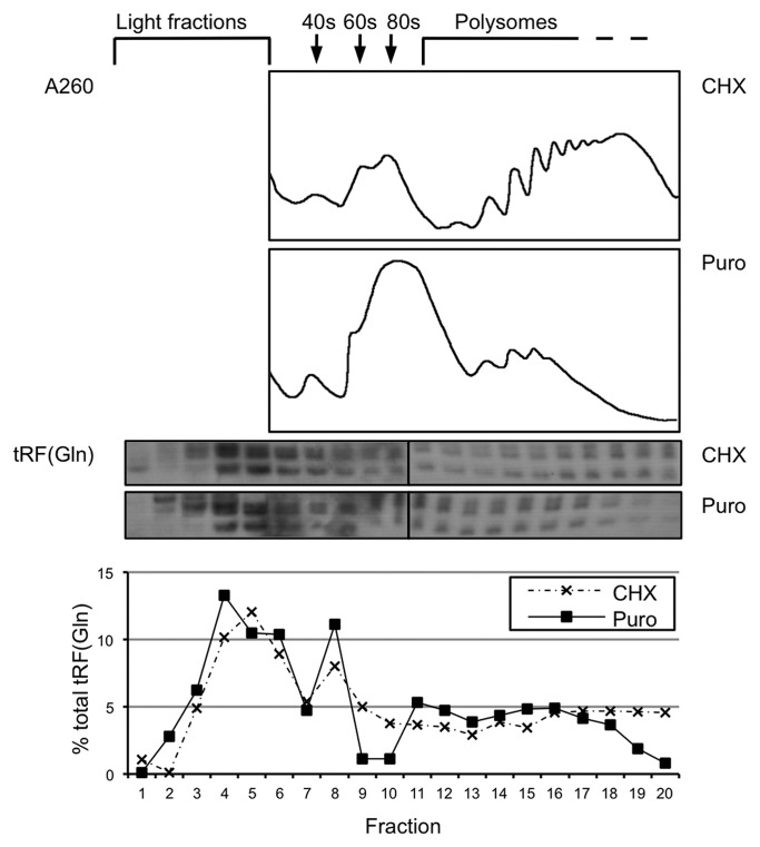 graphic file with name rna-10-553-g8.jpg