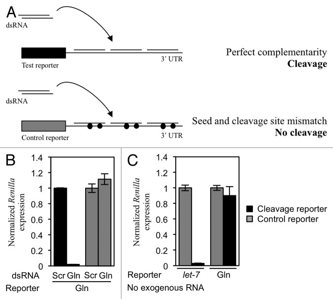 graphic file with name rna-10-553-g2.jpg